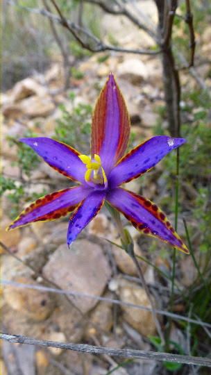 QUEEN OF SHEBA ORCHID - STIRLING RANGES